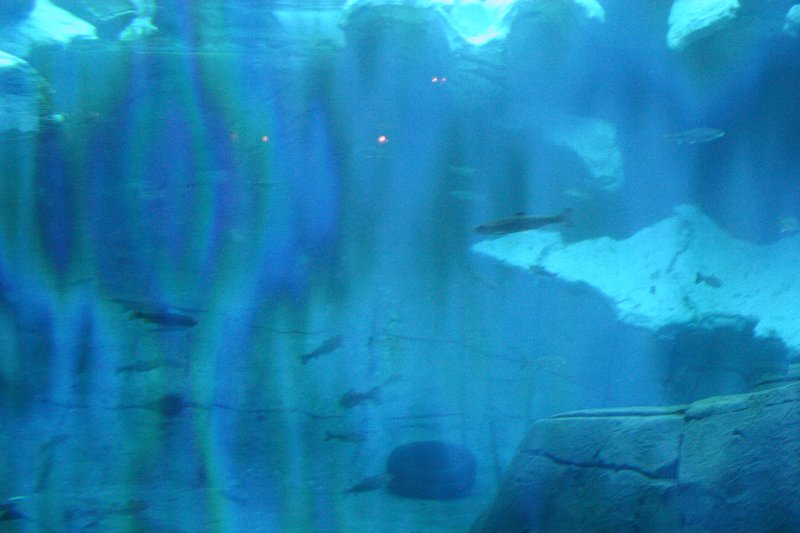 Image 445